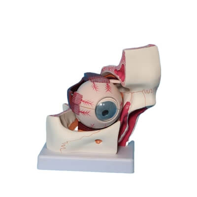 Фото: Увеличенная модель человеческого глаза Corpo de Oculus-1 Увеличенная модель человеческого глаза Corpo de Oculus-1