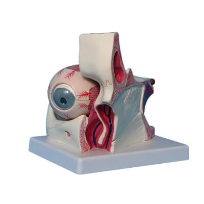 Фото: Увеличенная модель человеческого глаза Corpo de Oculus-2 Увеличенная модель человеческого глаза Corpo de Oculus-2