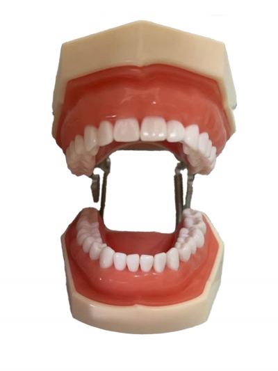 Стоматологическая модель челюсти со съемными зубами 32Dent-2