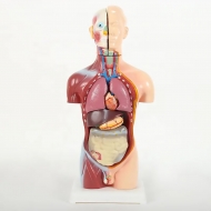Анатомическая модель торса человека с органами Bone разборная 42см